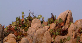 Prickly pears on the rocks