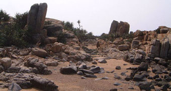 Stone Forest