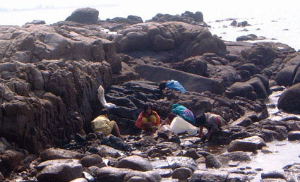 Kids fossicking among the rocks