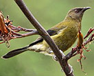 New Zeland Bellbird