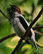 Bearded Bellbird