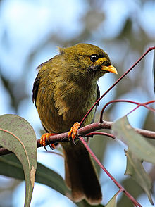 Bell miner