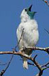 Bare-throated Bellbird