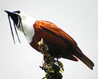 Three-wattled Bellbird