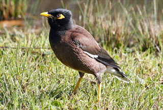 Common myna