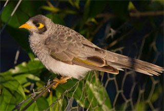 Noisy miner