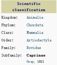 caprinae