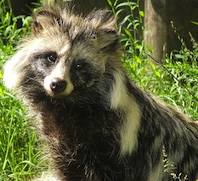 raccoon dog