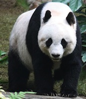 giant panda