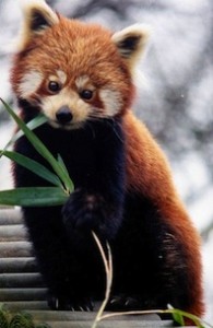 lesser panda Lesser panda