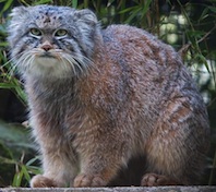 Manul