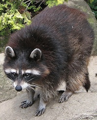 raccoon Raccoon